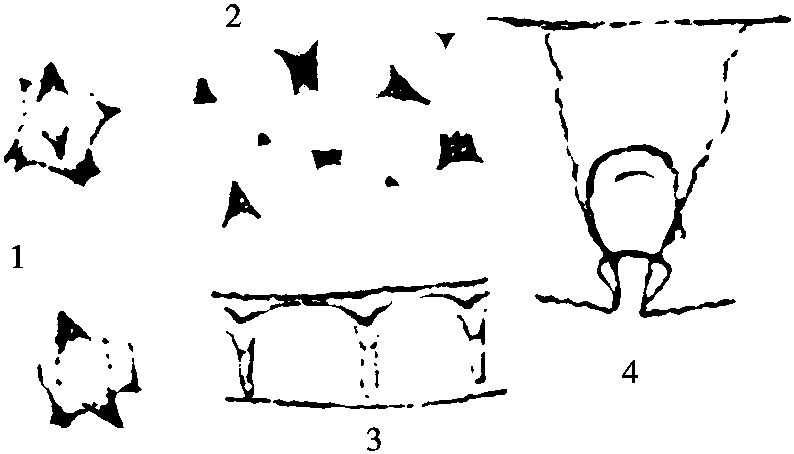 27.楼梯草棒粉虱